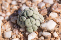 Mini Buttons (Conophytum minutum)