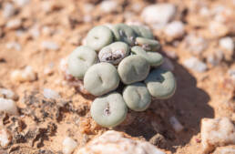 Mini Buttons (Conophytum minutum)