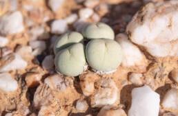 Conophytum pageae