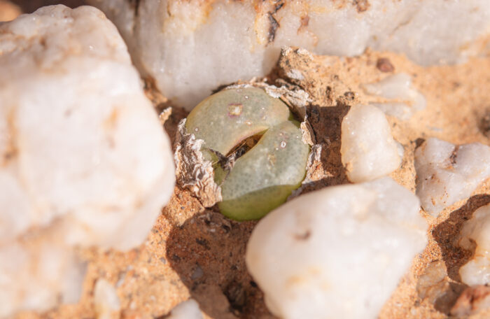 Conophytum subfenestratum