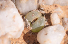 Conophytum subfenestratum