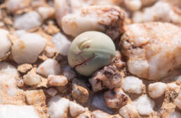 Marble Buttons (Conophytum calculus)