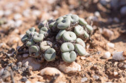 Mini Buttons (Conophytum minutum)