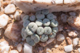 Mini Buttons (Conophytum minutum)