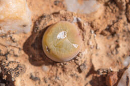 Conophytum subfenestratum