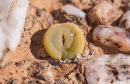 Conophytum subfenestratum