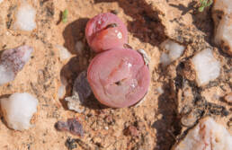 Conophytum subfenestratum