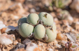 Marble Buttons (Conophytum calculus)