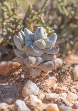 Crassula deceptor