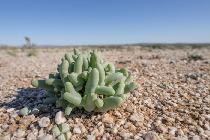 Fingerfig (Mesembryanthemum digitatum)