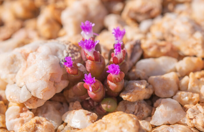 Small Eggfig (Oophytum nanum)