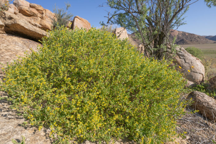 Sprawling Seacoral (Tetragonia fruticosa)