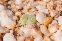 Conophytum subfenestratum