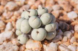 Marble Buttons (Conophytum calculus)