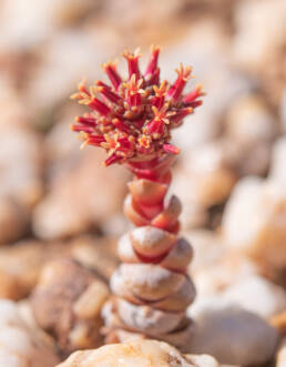 Buddha's Temple (Crassula columnaris)