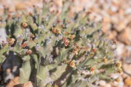 Hook Barrelwort (Euphorbia hamata)