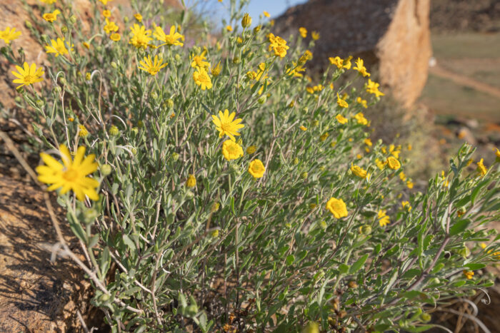 Cape plant (Osteospermum)