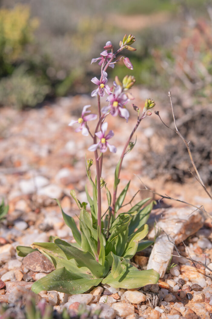 Orchid Ladieshand (Cyanella orchidiformis)