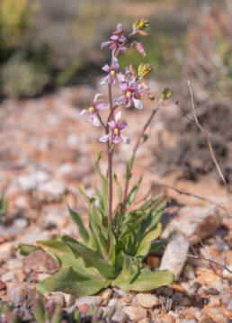 Orchid Ladieshand (Cyanella orchidiformis)