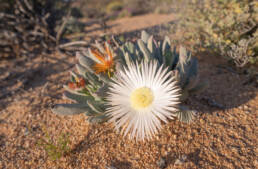 Tooth Clockfig (Cheiridopsis denticulata)