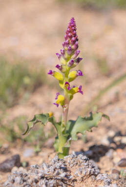 Lachenalia framesii