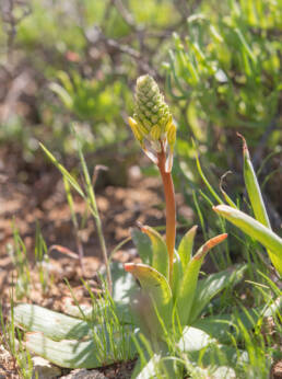 Bulbine fallax