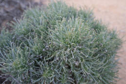 Euphorbia filiflora