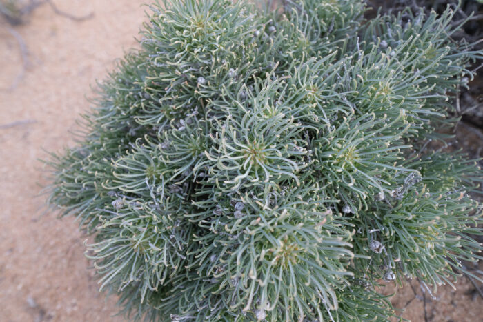 Euphorbia filiflora