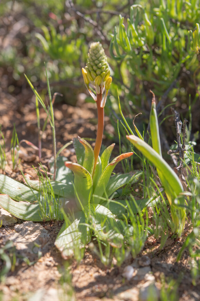 Bulbine fallax