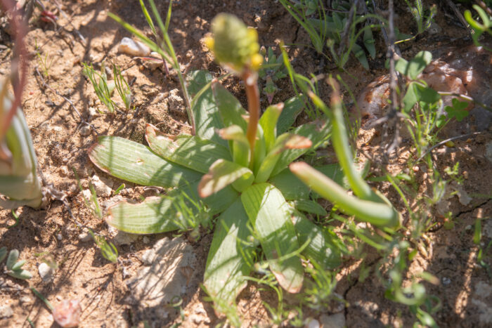 Bulbine fallax