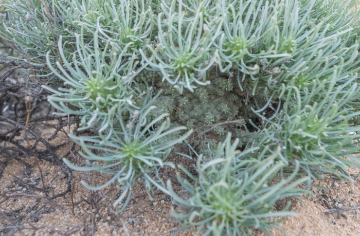 Euphorbia filiflora