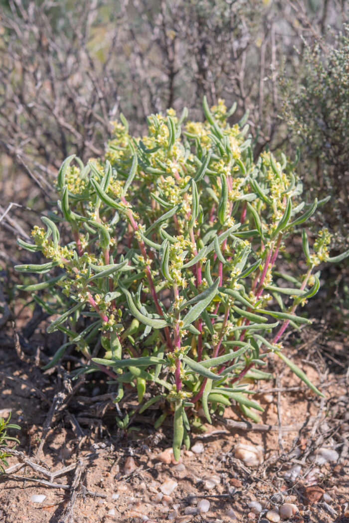 Sprawling Seacoral (Tetragonia fruticosa)