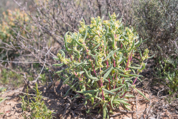 Sprawling Seacoral (Tetragonia fruticosa)