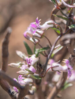 Cape plant (Cyphia)