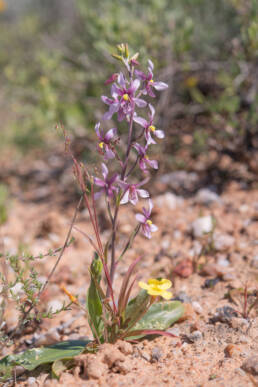 Orchid Ladieshand (Cyanella orchidiformis)