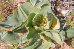 Cape plant (Colchicum)