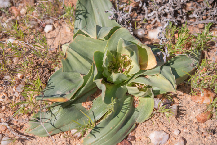 Cape plant (Colchicum)