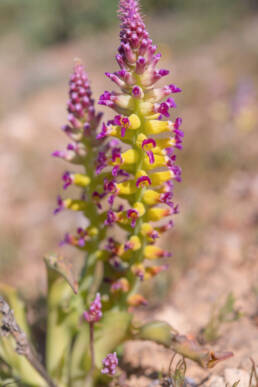 Lachenalia framesii