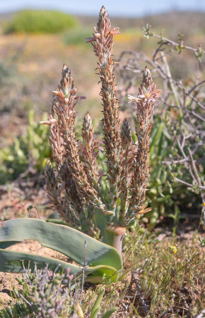 Sabre Capespinach (Trachyandra falcata)