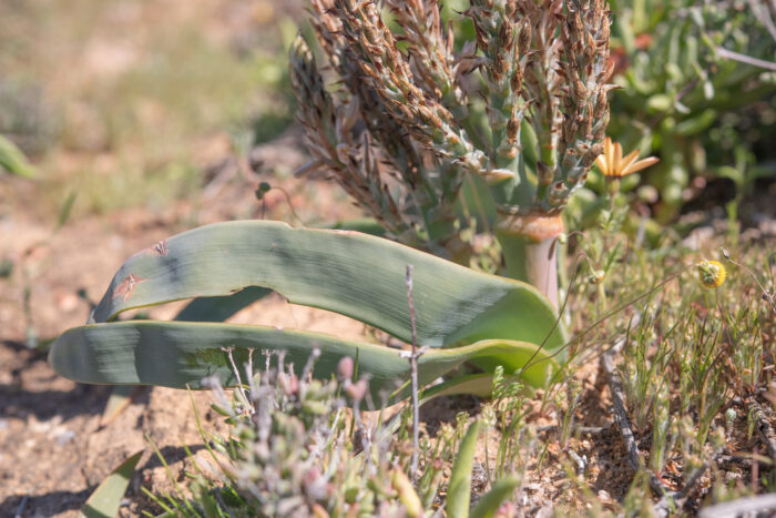 Sabre Capespinach (Trachyandra falcata)