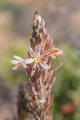 Sabre Capespinach (Trachyandra falcata)