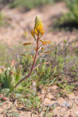 Blougif Kopieva (Bulbine praemorsa)