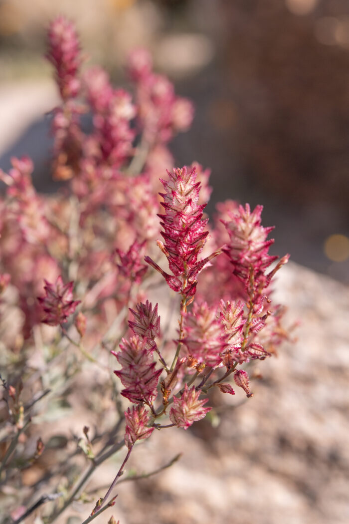 Dyerophytum africanum