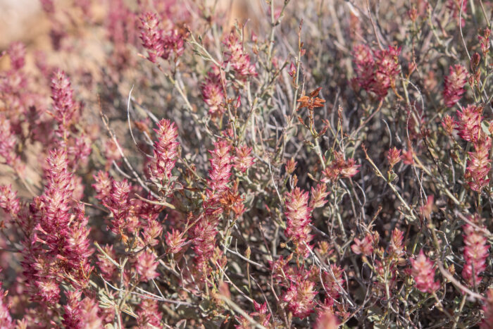 Dyerophytum africanum