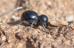 Globeneck Globe Toktokkie (Moluris globulicollis)