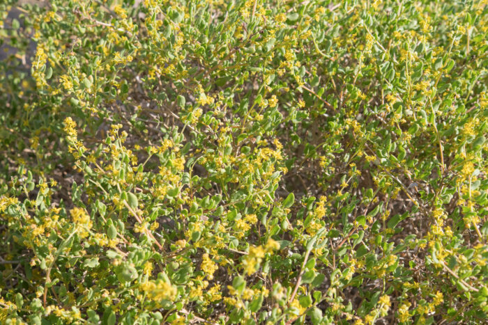 Sprawling Seacoral (Tetragonia fruticosa)