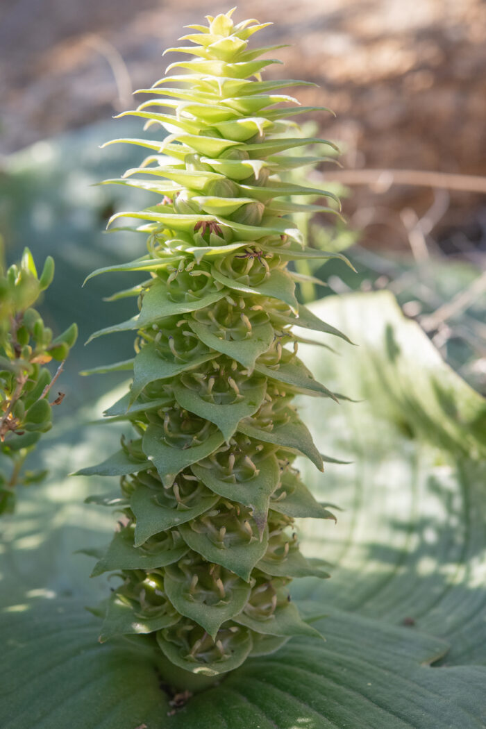 Pineapple Hedgehog Lily (Massonia bifolia)