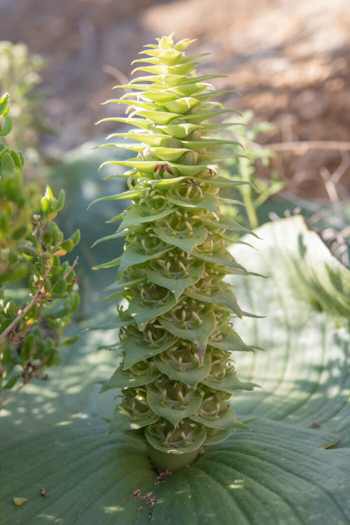 Pineapple Hedgehog Lily (Massonia bifolia)