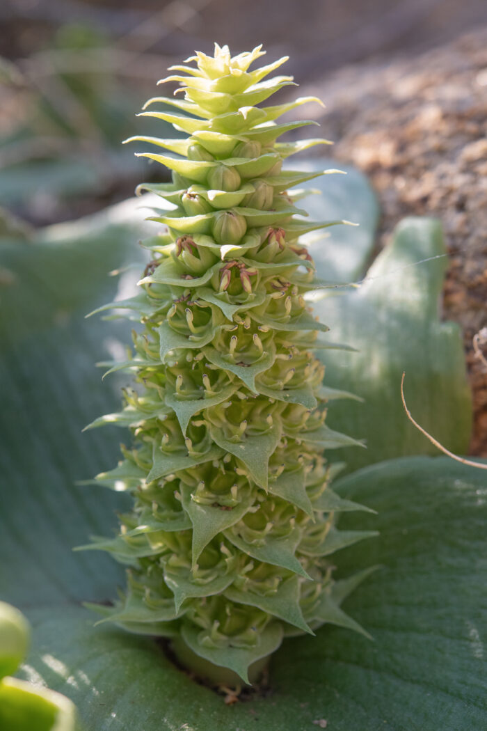 Pineapple Hedgehog Lily (Massonia bifolia)