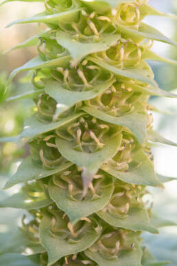 Pineapple Hedgehog Lily (Massonia bifolia)